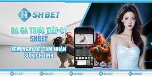 Đá Gà Trực Tiếp C1 SHBET: Xem Ngay Để Cảm Nhận Sự Kịch Tính