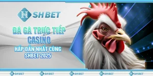 Đá Gà Trực Tiếp Casino Hấp Dẫn Nhất Cùng SHBET 2025